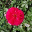 장미마트 이미지