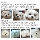 헤이멍 이미지