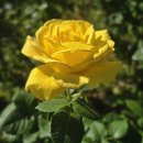 장미축제에 다녀왔어요 🌹 이미지