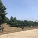 산방산탑부동산공인중개사사무소 이미지