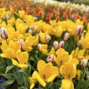 풍양중앙경로식당 | 2026 태안 세계튤립축제 실시간 후기｜입장료·주차·기간 총정리 (꽃박람회 공원)