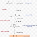 Re: Ketogenesis - breakdown of fatty acid and ketogenic amino acids 이미지