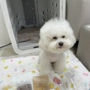 아이스크림멍냥 이미지