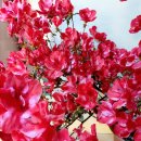 아젤리아 이미지