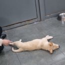 혼자두면 장판뜯어서 차린 개카페 이미지