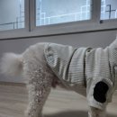 붐붐인터넷 이미지