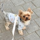 Pet salon | 거제동애견미용 ‘말랑멍무’ 믿고 맡길 수 있는 애견미용실 추천