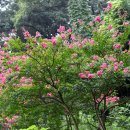 벗에대한그리움의꽃 -배롱나무(목백일홍) 이미지