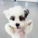 반려담애견유치원 이미지