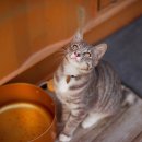 고양이의 하루 이미지