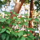 코스포덤 이미지