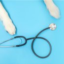 정직한동물의료센터 이미지