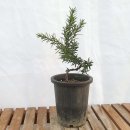 그린피아 이미지