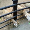 풀잎목장 이미지