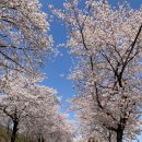 비슬로36길 | [현풍유가읍/벚꽃]대구근교 벚꽃드라이브 추천, 벚꽃이 아름다운 조용한 시골길&amp;카페 유가제빵소