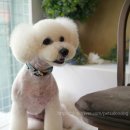 구름 펫 살롱 이미지