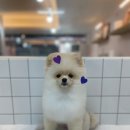 수진애견미용 이미지