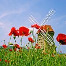 꽃밭에서 이미지