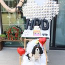 금동유치원 | 강아지 생일파티 장소 대관 케이크는 투테일즈 11살 축하해!