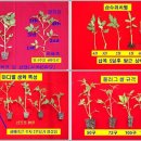 저단14 Daum카페