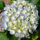 소품 수국 판매[250905 품종업데이트] 이미지