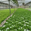 홍갑표농장 이미지