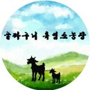 강원도흑염소 이미지