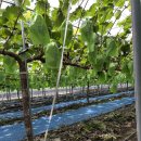 송아리농장 이미지