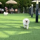 트리의 다음 임보가정을 찾아요🥺 이미지