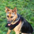 러브펫 반려동물장례식장 이미지