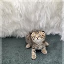 버디독 고양이분양 강아지분양 안심분양센터 인천점 이미지