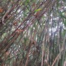 오동도로 이미지