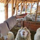 기선목장 이미지