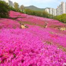 도장중학교 | 서울근교 당일치기 여행 꽃구경 군포 철쭉동산 주차장 정보
