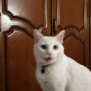 강남-076 | 방탈출 076. 강남 프랭크의 골동품 가게 - Brooklyn My Love (브루클린 마이 러브)