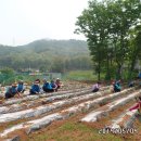 사) 아이코리아 하남지회 텃밭체험 고구마심기와 감자밭김메기(2019.5.4) 이미지