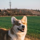 아이펫동물병원 이미지