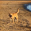 다은 카카오 검색결과