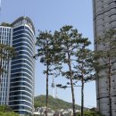 뷰 가성비 호캉스 ‘호텔더디자이너스 서울역점’ 내돈내산ㅣ디자이너스 스위트B(프리미어 풀 남산뷰) 후기