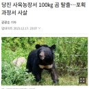 사랑받는 곰과 사살되는 곰 이미지