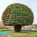 봄맞이 꽃탐방 2탄 태안 튜울립 축제장,천리포 수목원, 간월암 이미지