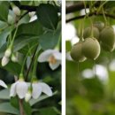 물고기나무 이미지