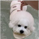 멍줍강아지산책유치원 | 창원애견유치원 창원 멍줍 강아지 산책 유치원 사용 후기