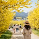 양지로12L | 의성 산수유마을 개화시기와 축제 일정 방문 전 주차 팁