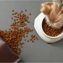 강아지 지니 이미지