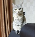 킴스동물병원 이미지