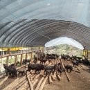 김성곤농장 이미지