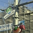 음지리농장 | [경북 청도] 2월 제철 한재미나리-뻔한 식육식당은 NO