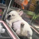 메이플동물병원 이미지