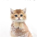 힐링캐터리 | 광주 고양이 캐터리 자기만의 매력으로 반겨주더라고요.